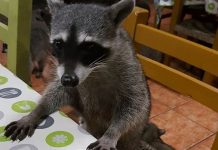 Una taquería en Vallarta donde puedes convivir con mapaches