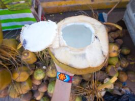 El coco : irresistible manjar de las costas del pacífico Fotografía: Recorriendo mi tierra