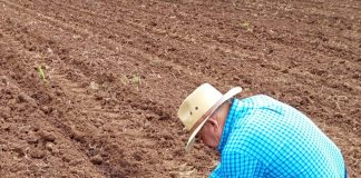Las y los campesinos hoy siembran frijol negro con semilla certificada. Miguel Ángel Navarro Quintero.