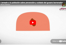 Llamado a la población sobre prevención y cuidado del gusano barrenador
