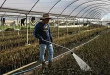La oferta de empleo agrícola de 36 mil pesos mensuales en Canadá con mínimos requisitos es real